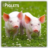 Abbildung von: Piglets - Ferkel 2026 - 16-Monatskalender - Browntrout Publishers