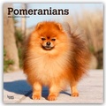 Abbildung von: Pomeranians - Spitz 2026 - 16-Monatskalender - Browntrout Publishers