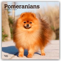 Abbildung von: Pomeranians - Spitz 2026 - 16-Monatskalender - Browntrout Publishers