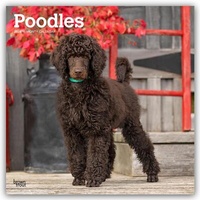 Abbildung von: Poodles - Pudel 2026 - 16-Monatskalender - Browntrout Publishers