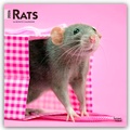 Abbildung von: Rats - Ratten 2026 - 16-Monatskalender - Browntrout Publishers