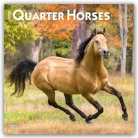 Abbildung von: Quarter Horses - Quarter Horse 2026 - 16-Monatskalender - Browntrout Publishers