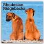 Cover: Rhodesian Ridgebacks - Rhodesian Ridgeback 2026 - 16-Monatskalender - Browntrout Publishers