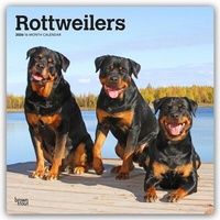 Abbildung von: Rottweilers - Rottweiler 2026 - 16-Monatskalender - Browntrout Publishers