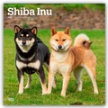 Cover: Shiba Inu - Shiba 2026 - 16-Monatskalender - Browntrout Publishers
