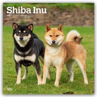 Abbildung von: Shiba Inu - Shiba 2026 - 16-Monatskalender - Browntrout Publishers