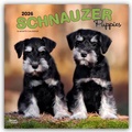 Abbildung von: Schnauzer Puppies - Schnauzer Welpen 2026 - 16-Monatskalender - Browntrout Publishers