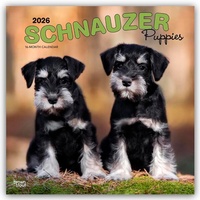 Abbildung von: Schnauzer Puppies - Schnauzer Welpen 2026 - 16-Monatskalender - Browntrout Publishers