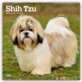 Abbildung von: Shih Tzu 2026 - 16-Monatskalender - Browntrout Publishers