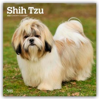 Abbildung von: Shih Tzu 2026 - 16-Monatskalender - Browntrout Publishers