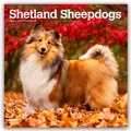 Cover: Shetland Sheepdogs - Shetland Sheepdog - Sheltie 2026 - 16-Monatskalender - Browntrout Publishers