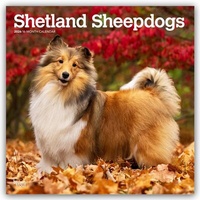 Abbildung von: Shetland Sheepdogs - Shetland Sheepdog - Sheltie 2026 - 16-Monatskalender - Browntrout Publishers