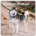 Cover: Siberian Huskies - Siberian Husky 2026 - 16-Monatskalender - Browntrout Publishers