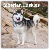 Abbildung von: Siberian Huskies - Siberian Husky 2026 - 16-Monatskalender - Browntrout Publishers