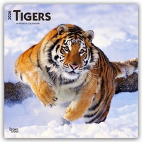 Abbildung von: Tigers - Tiger 2026 - 16-Monatskalender - Browntrout Publishers