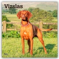 Abbildung von: Vizslas - Kurzhaariger Ungarischer Vorstehhund 2026 - 16-Monatskalender - Browntrout Publishers
