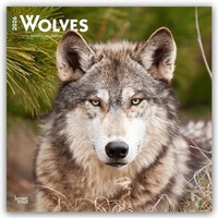 Abbildung von: Wolves - Wölfe 2026 - 16-Monatskalender - Browntrout Publishers