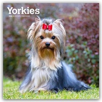 Abbildung von: Yorkshire Terriers - Yorkshire Terrier - Yorkies 2026 - 16-Monatskalender - Browntrout Publishers