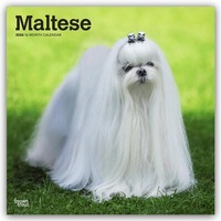 Abbildung von: Maltese - Malteser 2026 - 16-Monatskalender - Browntrout Publishers