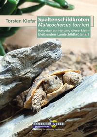 Abbildung von: Spaltenschildkröten Malacochersus tornieri - Kleintierverlag