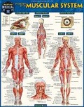 Cover: Anatomy of the Muscular System - Barcharts, Inc