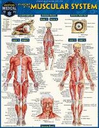 Enlarge image Cover: Anatomy of the Muscular System - Barcharts, Inc