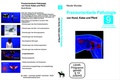 Bild: Praxisorientierte Pathologie Hund, Katze und Pferd - Video-Commerz
