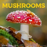 Abbildung von: Mushrooms 2026 12 X 12 Wall Calendar - Willow Creek Press Calendars