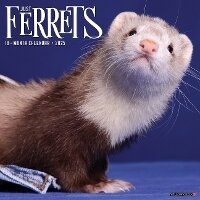 Abbildung von: Ferrets 2026 12 X 12 Wall Calendar - Willow Creek Press Calendars