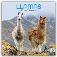 Abbildung von: Llamas - Lamas 2026 - 16-Monatskalender - Brown Trout-Auslieferer Flechsig