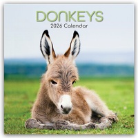 Abbildung von: Donkeys - Esel 2026 - 16-Monatskalender - Brown Trout-Auslieferer Flechsig