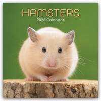 Abbildung von: Hamsters - Hamster 2026 - 16-Monatskalender - Brown Trout-Auslieferer Flechsig