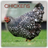 Abbildung von: Chickens - Hühner 2026 - 16-Monatskalender - Brown Trout-Auslieferer Flechsig
