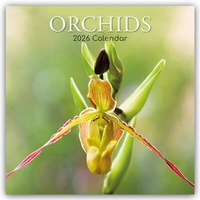 Abbildung von: Orchids - Orchideen 2026 - 16-Monatskalender - Brown Trout-Auslieferer Flechsig
