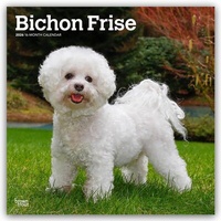 Abbildung von: Bichon Frisé 2026 - 16-Monatskalender - Brown Trout-Auslieferer Flechsig