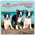 Cover: Boston Terrier Puppies - Boston Terrier Welpen 2026 - 16-Monatskalender - Brown Trout-Auslieferer Flechsig