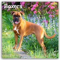 Abbildung von: Boxers - Boxer 2026 - 16-Monatskalender - Brown Trout-Auslieferer Flechsig
