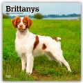 Cover: Brittanys - Bretonischer Vorstehhund 2026 - 16-Monatskalender - Brown Trout-Auslieferer Flechsig