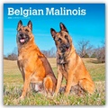 Cover: Belgian Malinois 2026 - 16-Monatskalender - Brown Trout-Auslieferer Flechsig