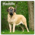 Cover: Mastiffs - Mastiff 2026 - 16-Monatskalender - Brown Trout-Auslieferer Flechsig