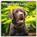 Cover: Chocolate Labrador Retriever - Brauner Labrador Retriever 2026 - 16-Monatskalender - Brown Trout-Auslieferer Flechsig