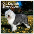 Cover: Old English Sheepdog - Bobtail - Altenglischer Sch&auml;ferhund 2026 - 16-Monatskalender - Brown Trout-Auslieferer Flechsig