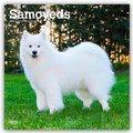 Cover: Samoyeds - Samojede 2026 - 16-Monatskalender - Brown Trout-Auslieferer Flechsig