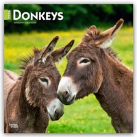 Abbildung von: Donkeys - Esel 2026 - 16-Monatskalender - Brown Trout-Auslieferer Flechsig