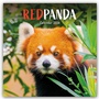 Cover: Red Panda - Rote Pandas - Rote Pandabären 2026 - Wand-Kalender - Brown Trout-Auslieferer Flechsig