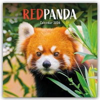Enlarge image Cover: Red Panda - Rote Pandas - Rote Pandabären 2026 - Wand-Kalender - Brown Trout-Auslieferer Flechsig