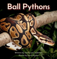 Enlarge image Cover: Ball Pythons - AO Press
