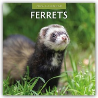 Abbildung von: Ferrets - Frettchen 2026 - 16-Monatskalender - Red Robin Publishing Ltd.