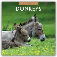 Abbildung von: Donkeys - Esel 2026 - 16-Monatskalender - Red Robin Publishing Ltd.