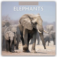 Abbildung von: Elephants - Elefanten 2026 - 16-Monatskalender - Red Robin Publishing Ltd.